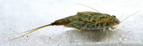 Triops_cancriformis2