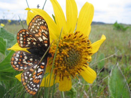 Euphydryas_editha_taylori.jpg