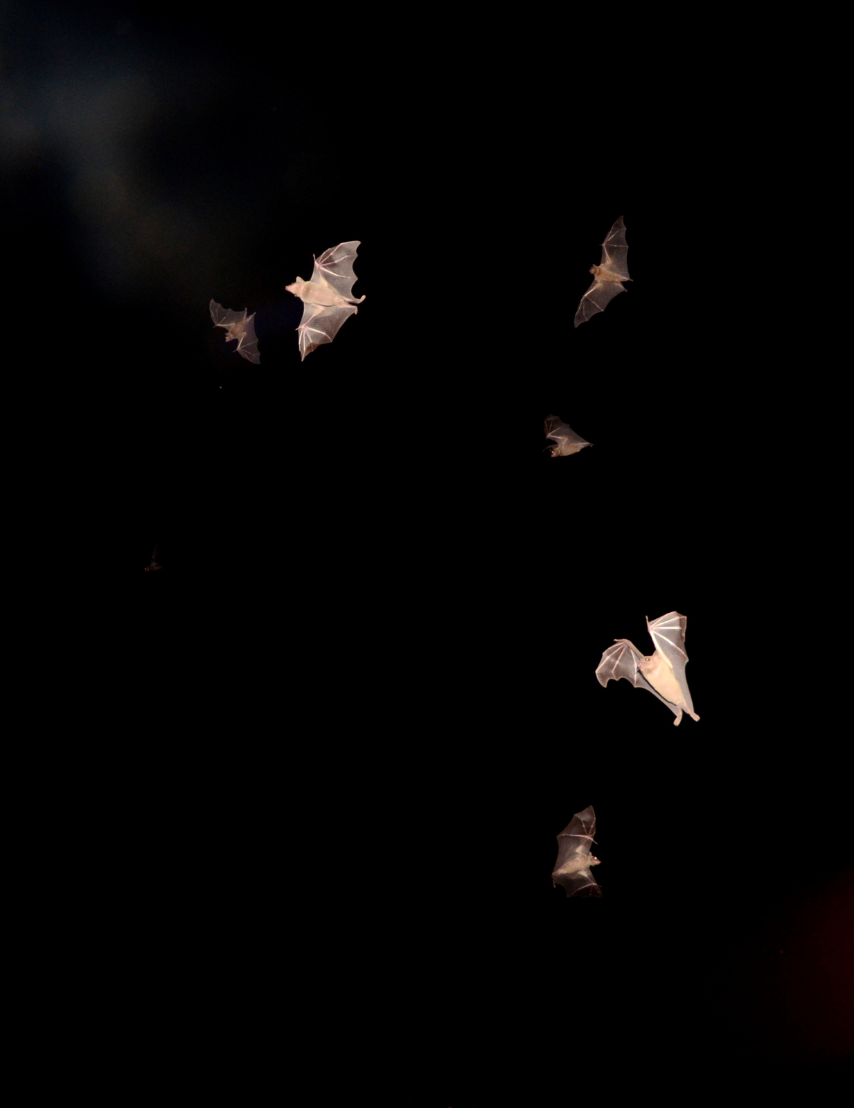 ערן לוין (2).JPG