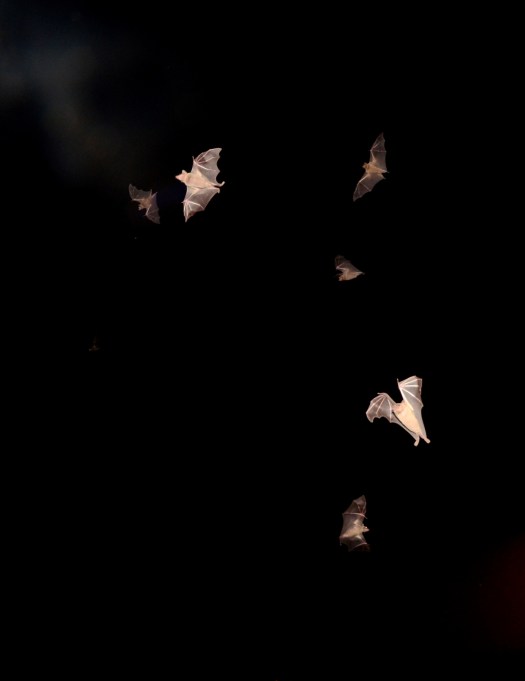 ערן לוין (2).JPG